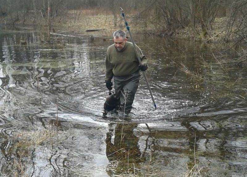 Problem z bobrami? Oto polski łowca, który je profesjonalnie usuwa