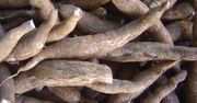 Naukowcy ratują mieszkańców Afryki dzięki GMO