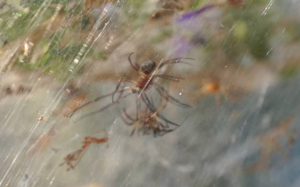 Pająki Tetragnatha