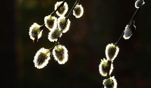 Znamy prognozę pogody na Wielkanoc. Czy spadnie deszcz?