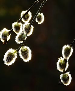 Znamy prognozę pogody na Wielkanoc. Czy spadnie deszcz?