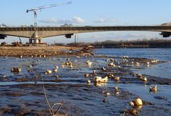 Warszawa. Wisła zanieczyszczona pianką poliuretanową