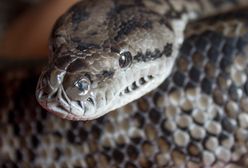 Nielegalna hodowla węży w mieszkaniu w Kluczach