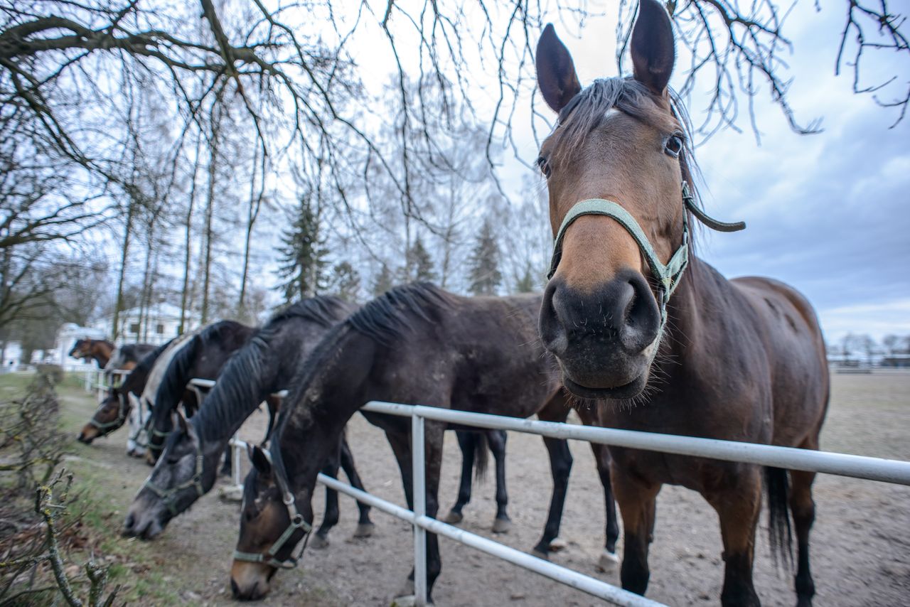 Klapa aukcji Pride of Poland. W Janowie Podlaskim sprzedano tylko sześć koni