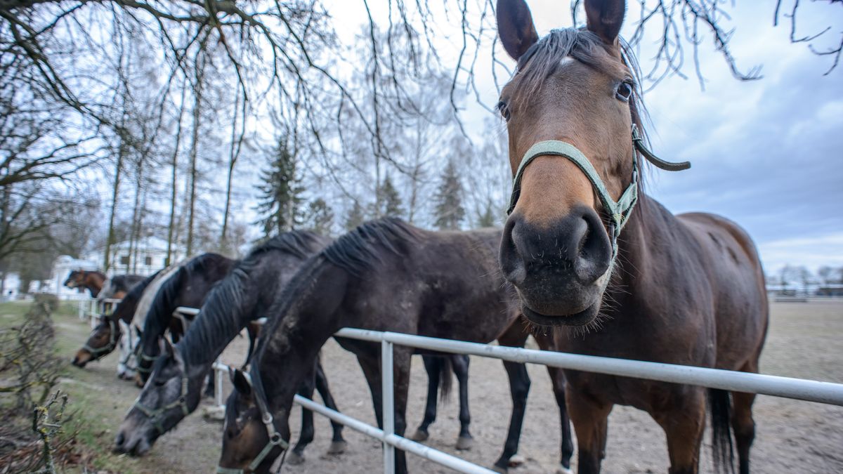 Jeszcze w 2015 roku państwowe stadniny sprzedały konie za 4 mln euro. 