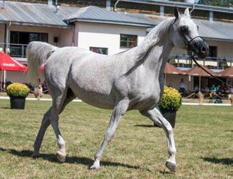 Stadnina w Janowie ze stratą. Przez 4 lata "wyparowało" około 6,4 mln zł