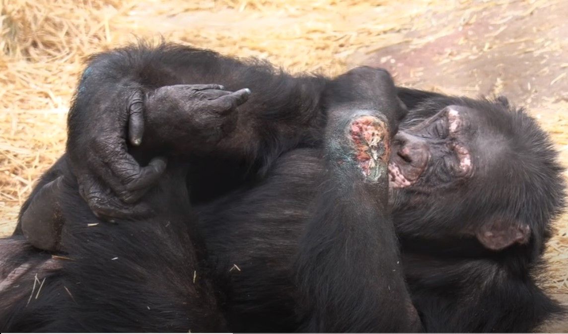Szympans po narkotykach w norweskim zoo. "Jesteśmy w szoku"