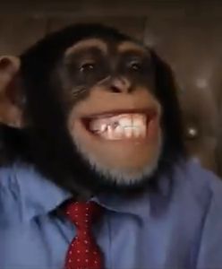 Nowy klip PiS. Tak podsumowali konwencję Koalicji Obywatelskiej