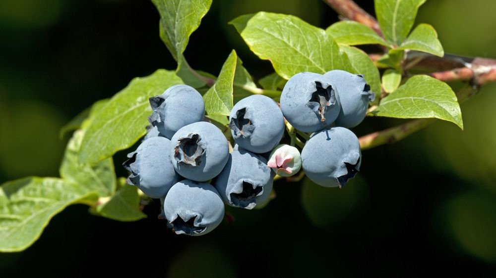Anglicy, Holendrzy i Niemcy zajadają się amerykańskimi borówkami z Polski