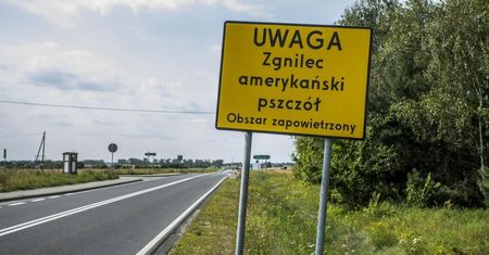 Zgnilec amerykański zaatakował w Krakowie