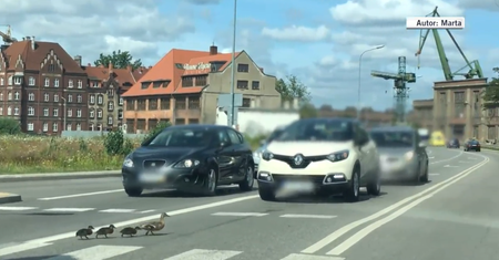 Gdańsk. Kierowca, który rozjechał pisklę, namierzony przez policję