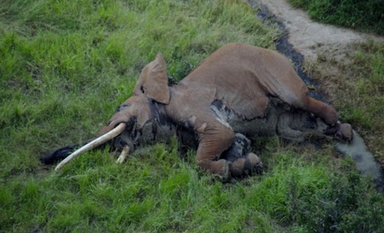 Zabili słonia giganta. Została tylko garstka tych zwierząt