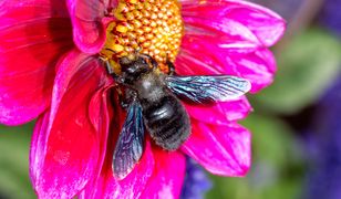 "Czarne pszczoły" w Polsce. Ekolodzy apelują o jedno