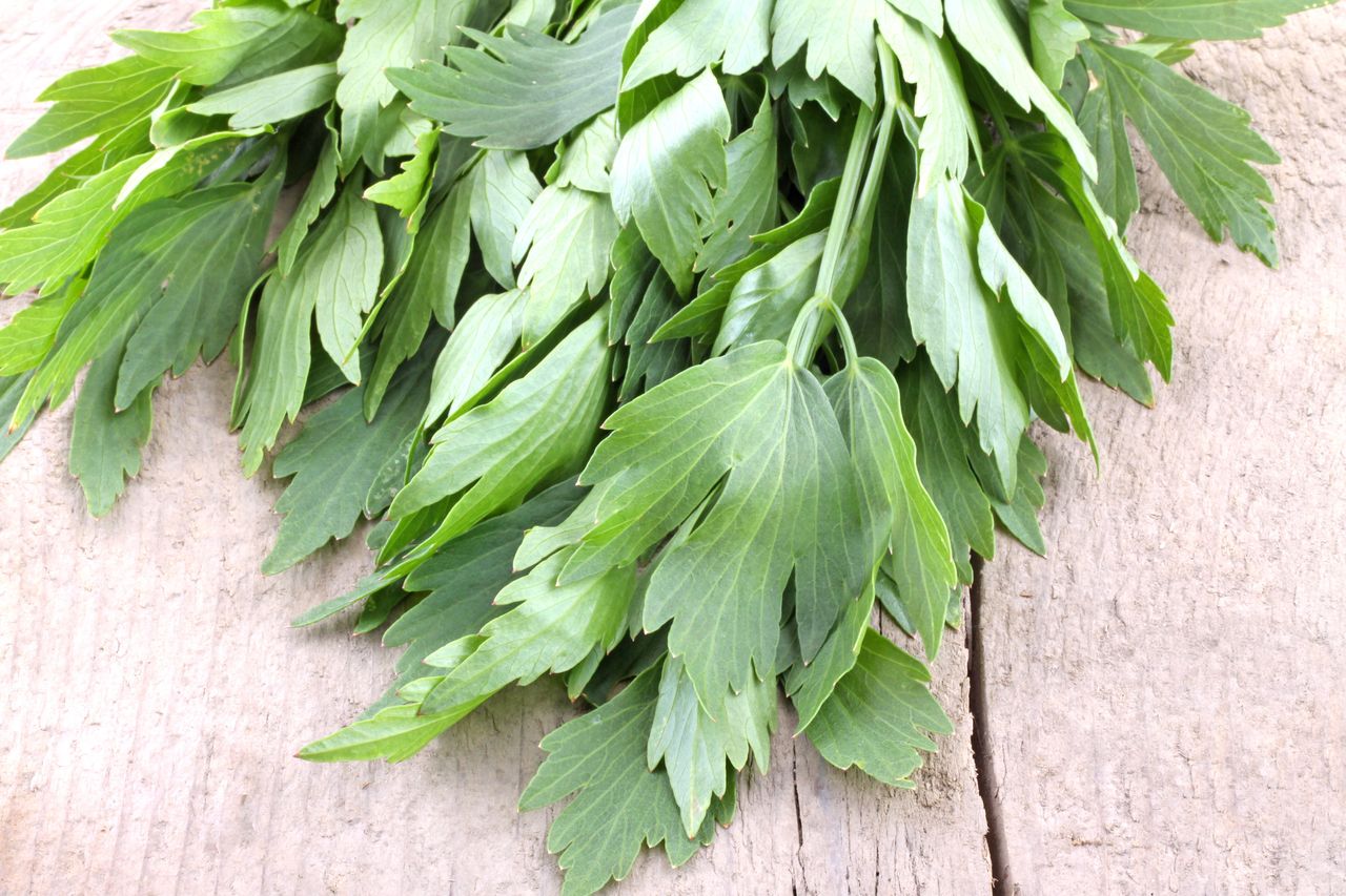 Maggikraut, or lovage, is needed to make maggi.