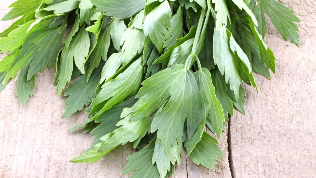 Maggikraut, czyli lubczyk jest potrzebny do zrobienia maggi. 
