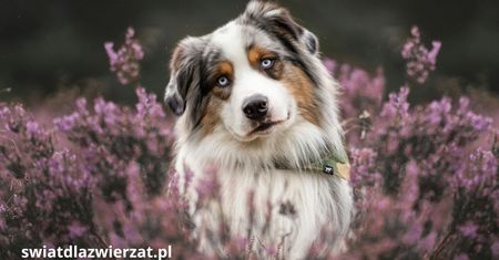 Owczarek australijski