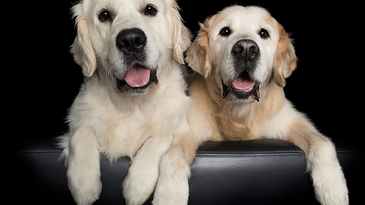 Fotografka pokazuje dorastanie psów w uroczy sposób. Nie sposób się im oprzeć 1