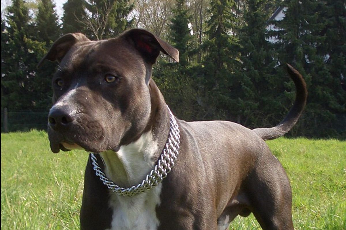 Amstaff rzucił się na 14-latkę. Policja zabiera głos