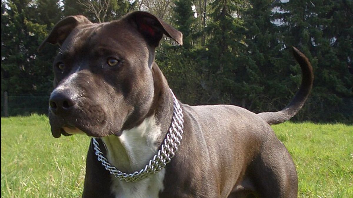 Amstaff pogrzył dziewczynkę i zagryzł psa.