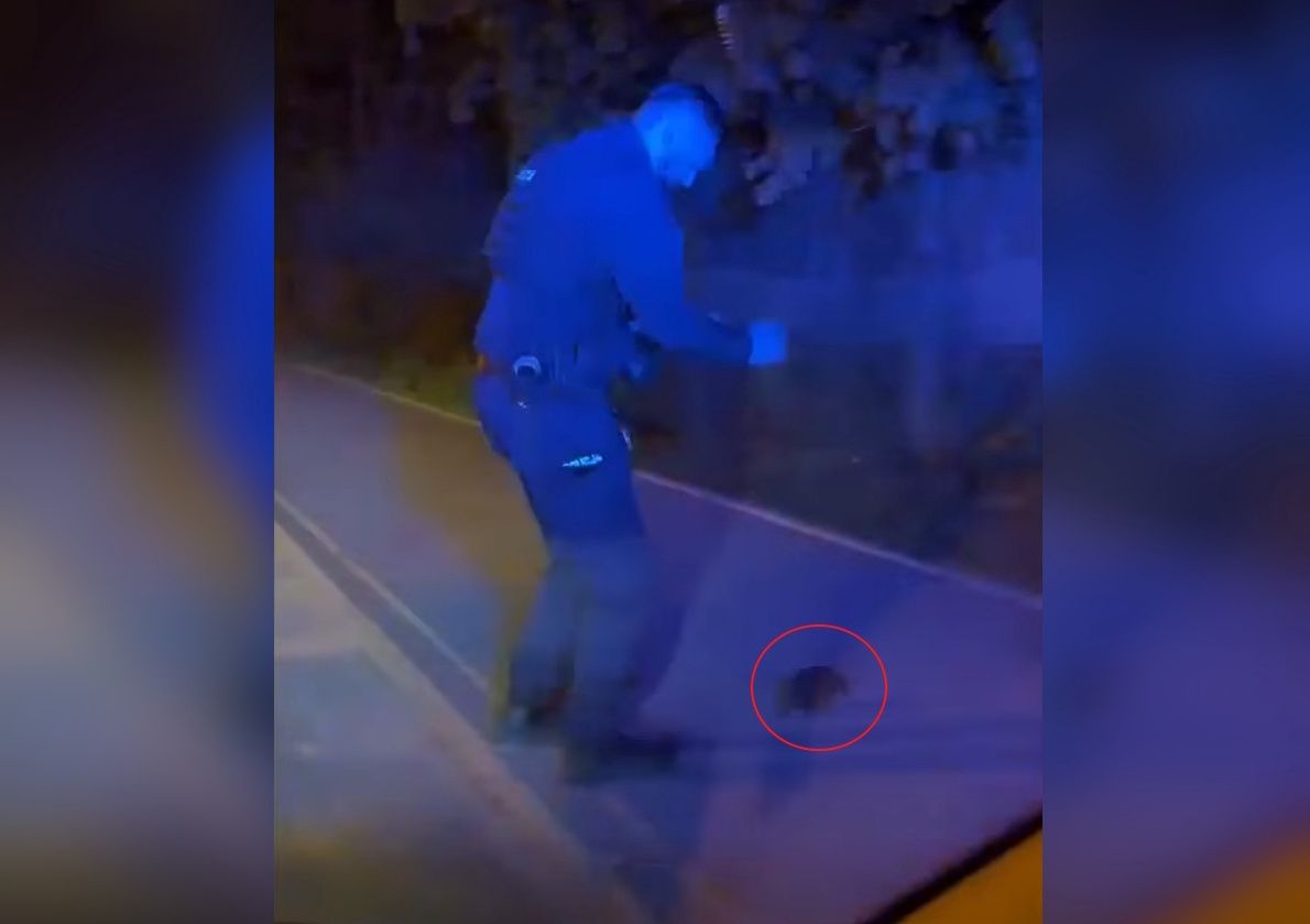 Wideo policjantów z Sopotu hitem sieci. "Jeżysław postanowił zaakcentować swoją obecność"