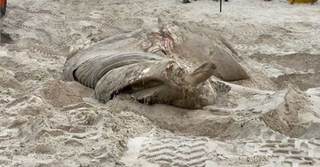 Smutne odkrycie na plaży. Tajemnicza śmierć morskiego olbrzyma