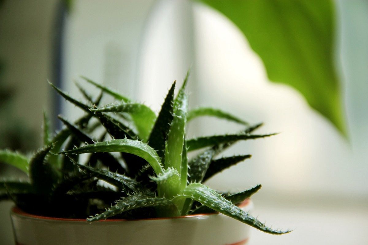 Aloes jest rośliną dobrze znoszącą wysokie temperatury.