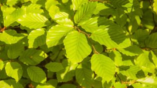 Młode liście buka. Łagodzą stany zapalne i objawy alergii