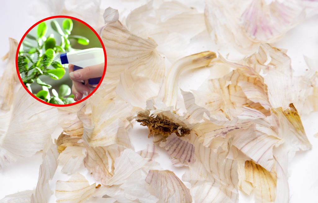 Zalej wodą i spryskaj rośliny. Niedoceniany środek na szkodniki