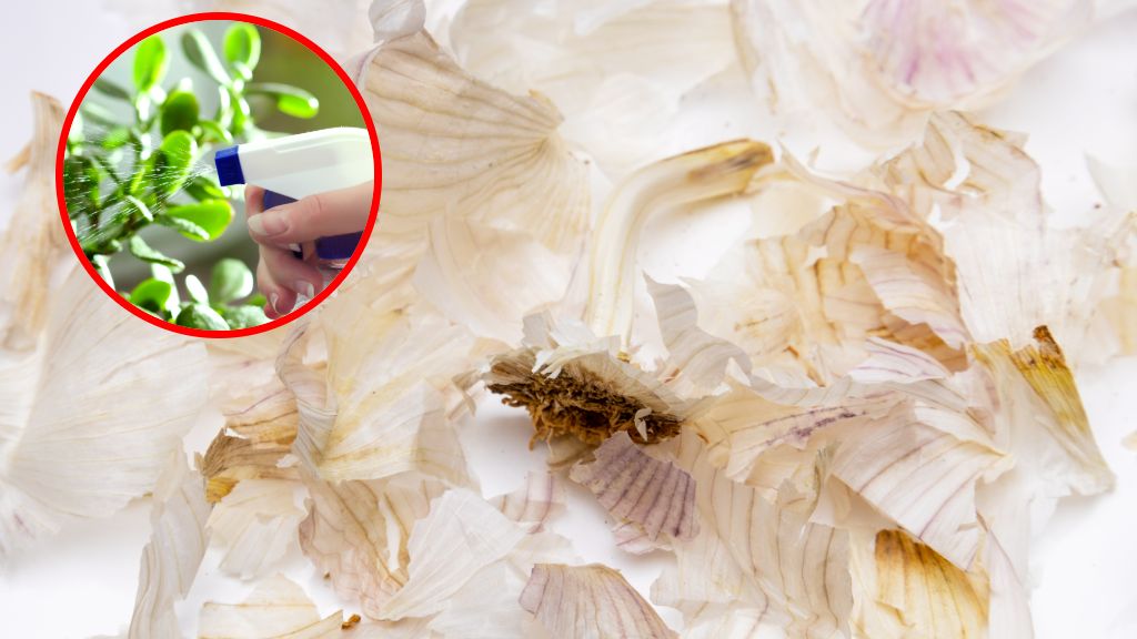 Jak wykorzystać łupiny z czosnku?