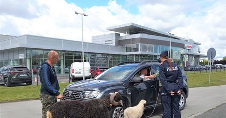 Nietypowa kontrola kierowców. Policjantom towarzyszyły... baranki