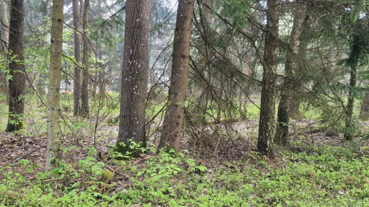 Polscy leśnicy ostrzegają przed pożarami w Puszczy Białowieskiej