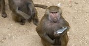 Zgubił telefon. Gdy go znalazł, były na nim selfie małpy