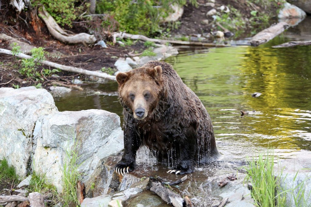 Niedźwiedź grizzly (zdjęcie ilustracyjne)