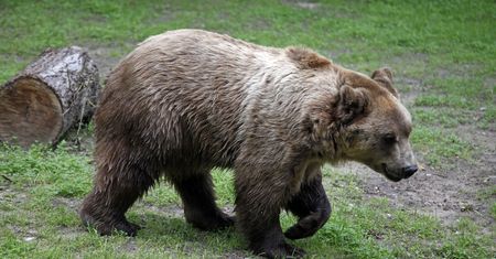 Atak niedźwiedzia w Bieszczadach. Jest reakcja resortu środowiska