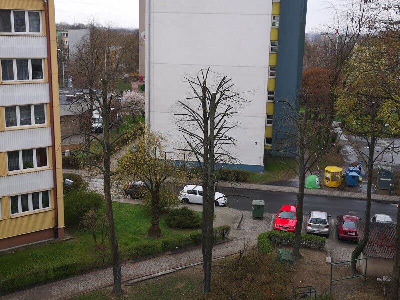 Nielegalna przycinka drzew przy ul. Kuronia
