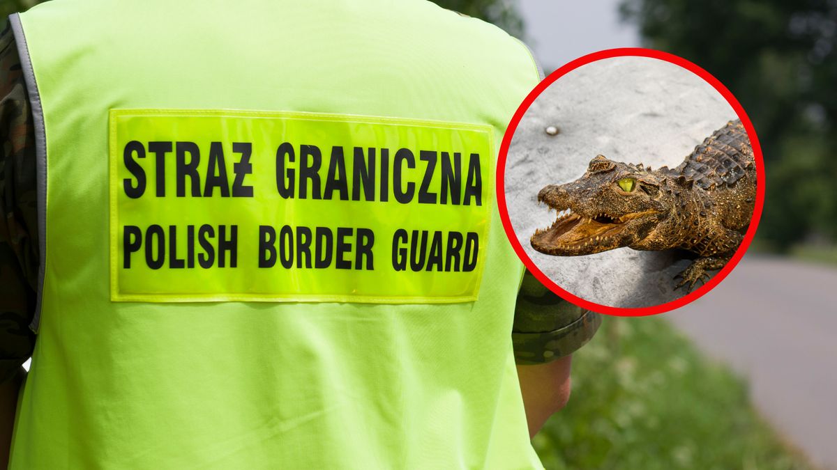 Graniczny znaleźli w bagażniku niebezpieczne zwierzę