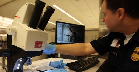 Próbowali wwieźć do USA grzyb. To potencjalna broń biologiczna
