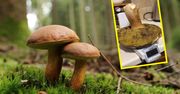 „Czyściutki, marzenie”. Znaleźli w lesie gigantycznego grzyba