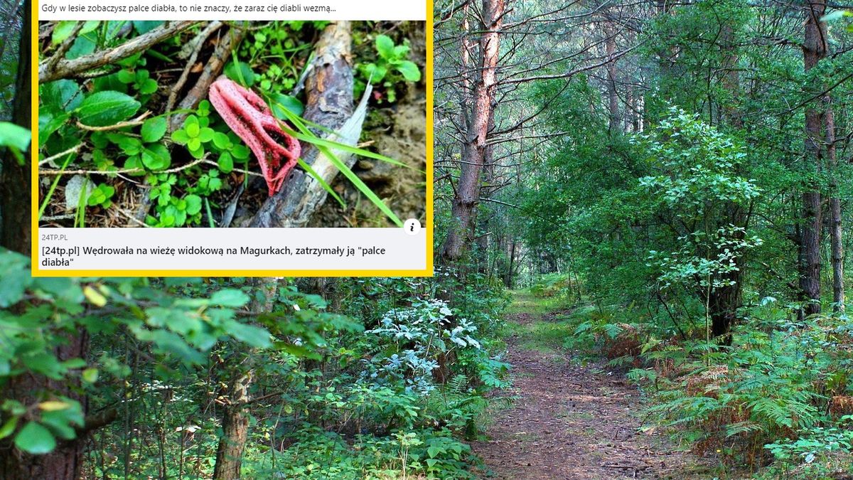 Nietypowi widok w lesie w Gorcach 