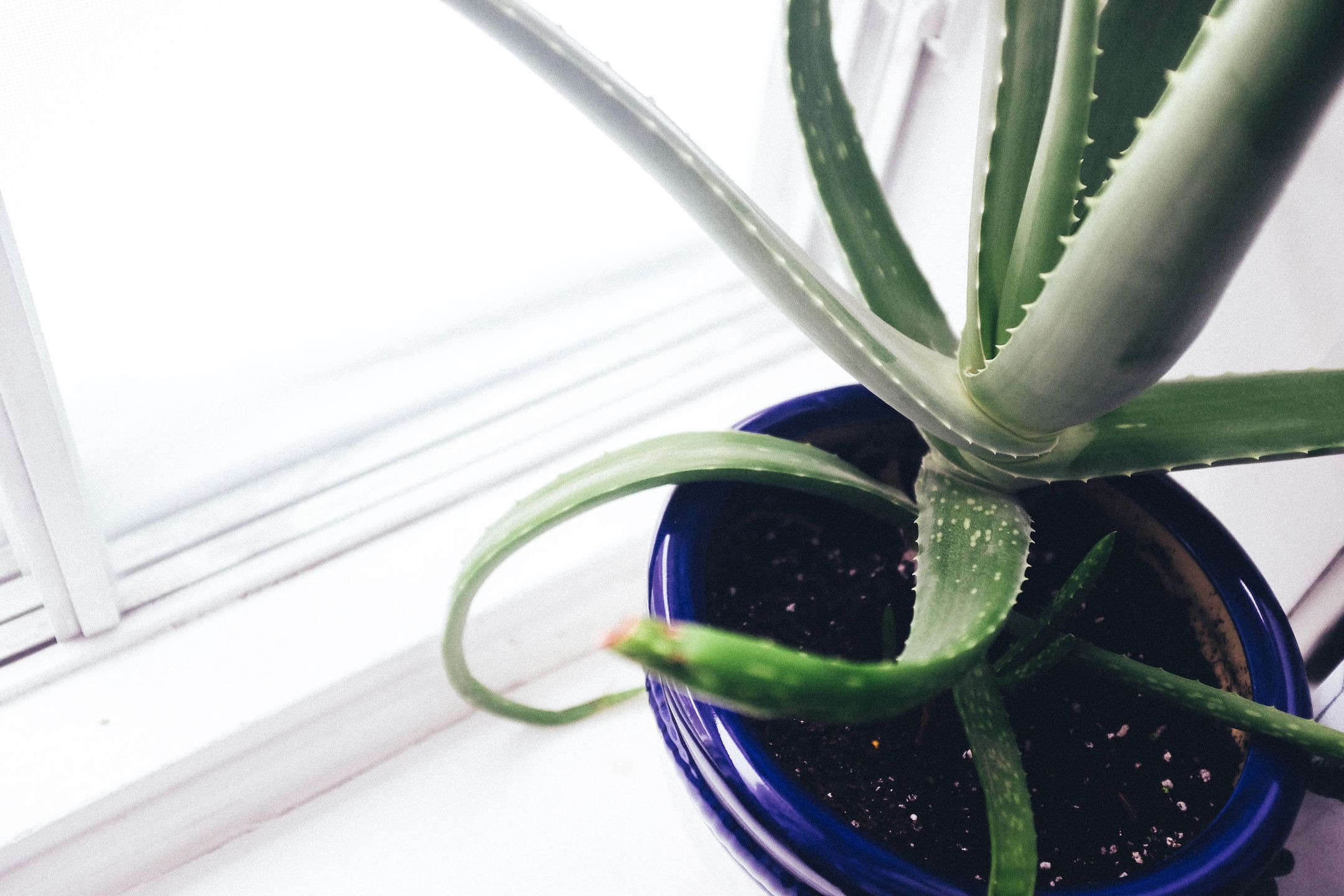 Aloes ma właściwości oczyszczające powietrze.