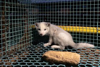 Zakaz hodowli zwierząt na futra w Sejmie. Posłowie mówią, jak zagłosują w piątek