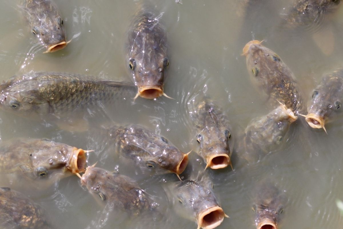 Ryby hodowane w złych warunkach mogą śmierdzieć mułem 