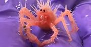 Ten mały "krab" podbił serca internautów. Wyłowili go z oceanu przez przypadek