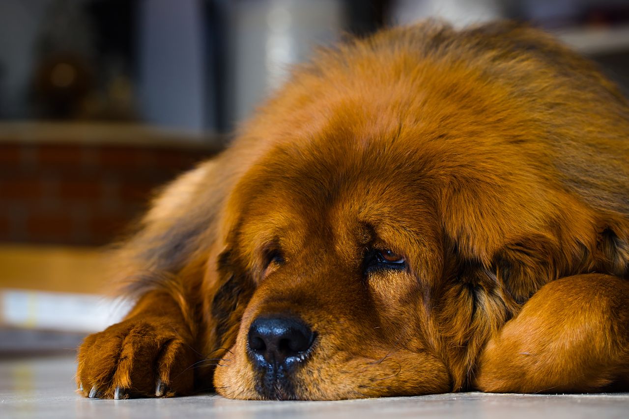 The Tibetan Mastiff is the most expensive dog in the world.