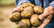 Polskę zalewają zagraniczne ziemniaki. Rolnicy są załamani
