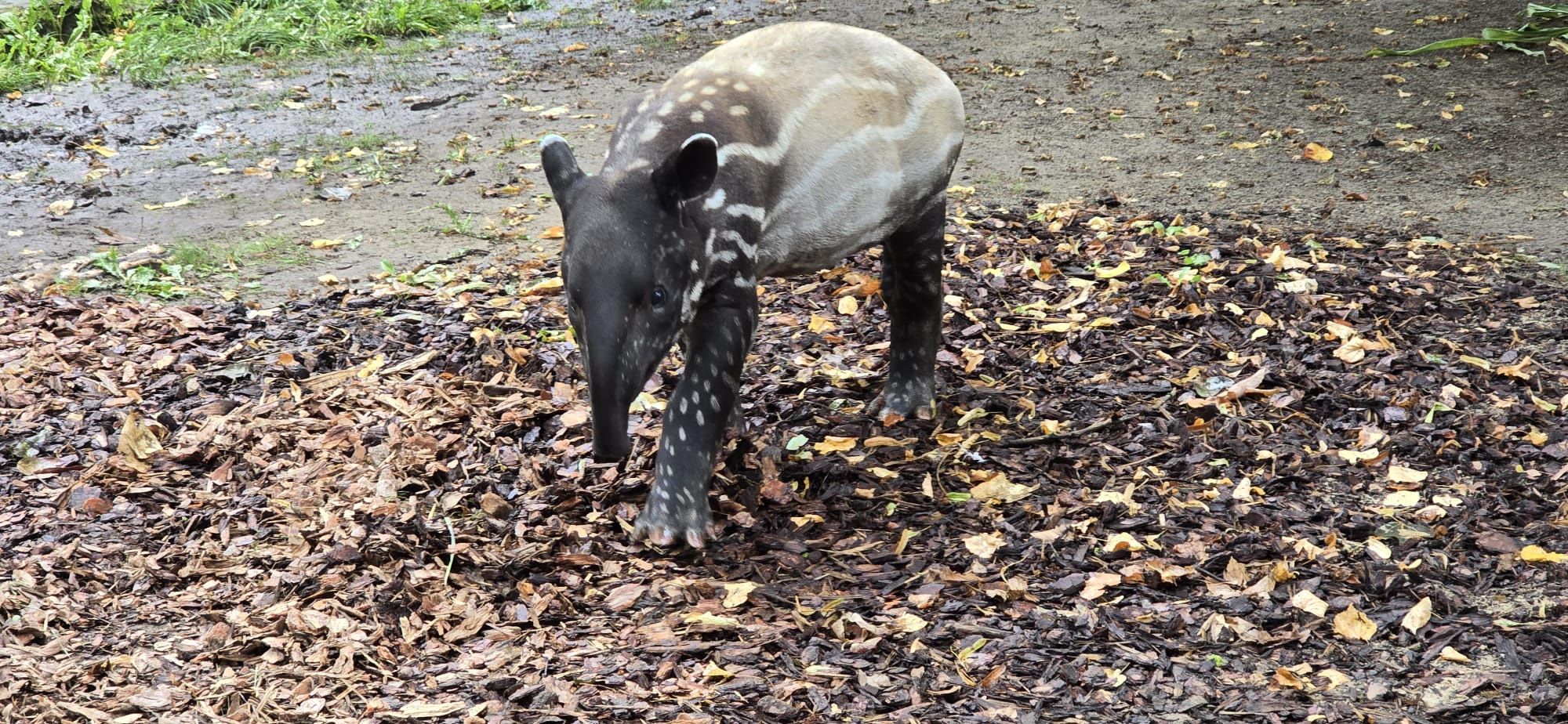 Tapir Baby Shower
