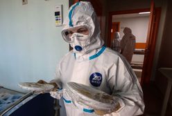 Koronawirus w Polsce. COVID-19 w Domu Seniora w Świdnicy. Nowe ognisko choroby na Dolnym Śląsku