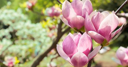 Magnolia lekarska – wygląd, właściwości i skutki uboczne