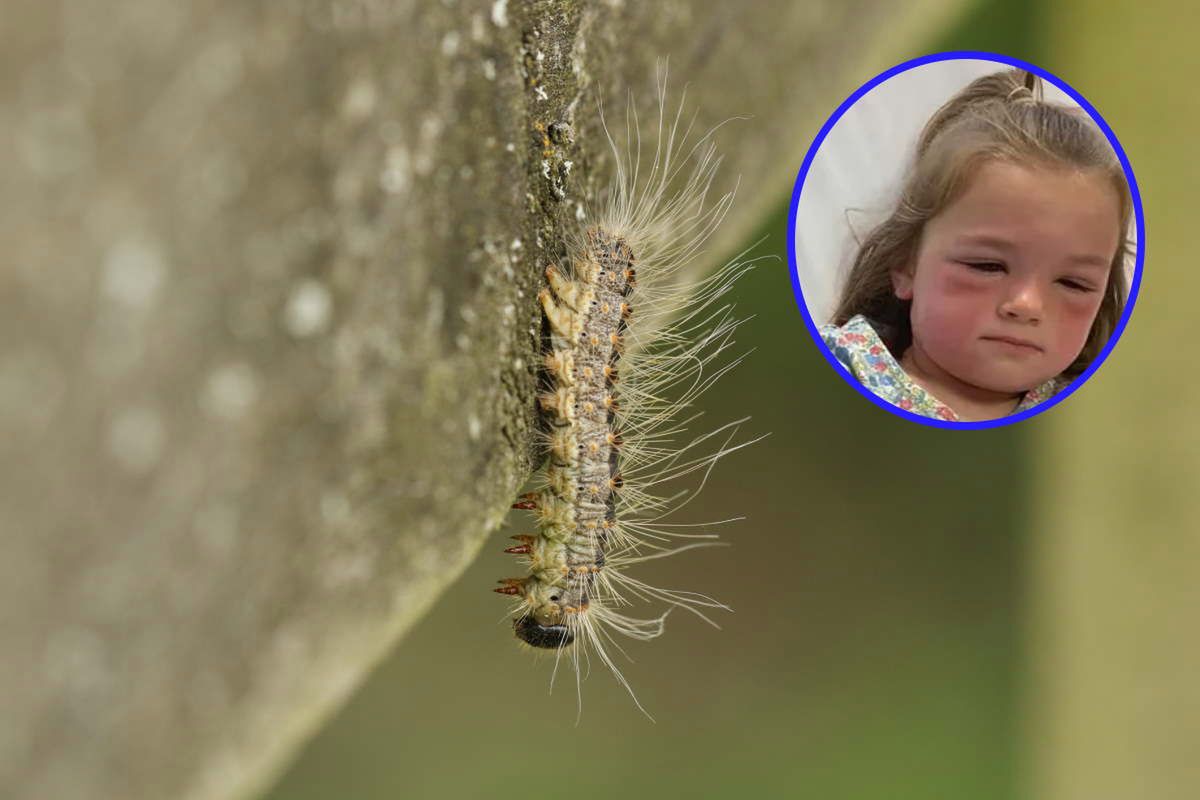Urzędnicy ostrzegają przed "toksyczną gąsienicą". Atakuje właśnie początkiem lipca