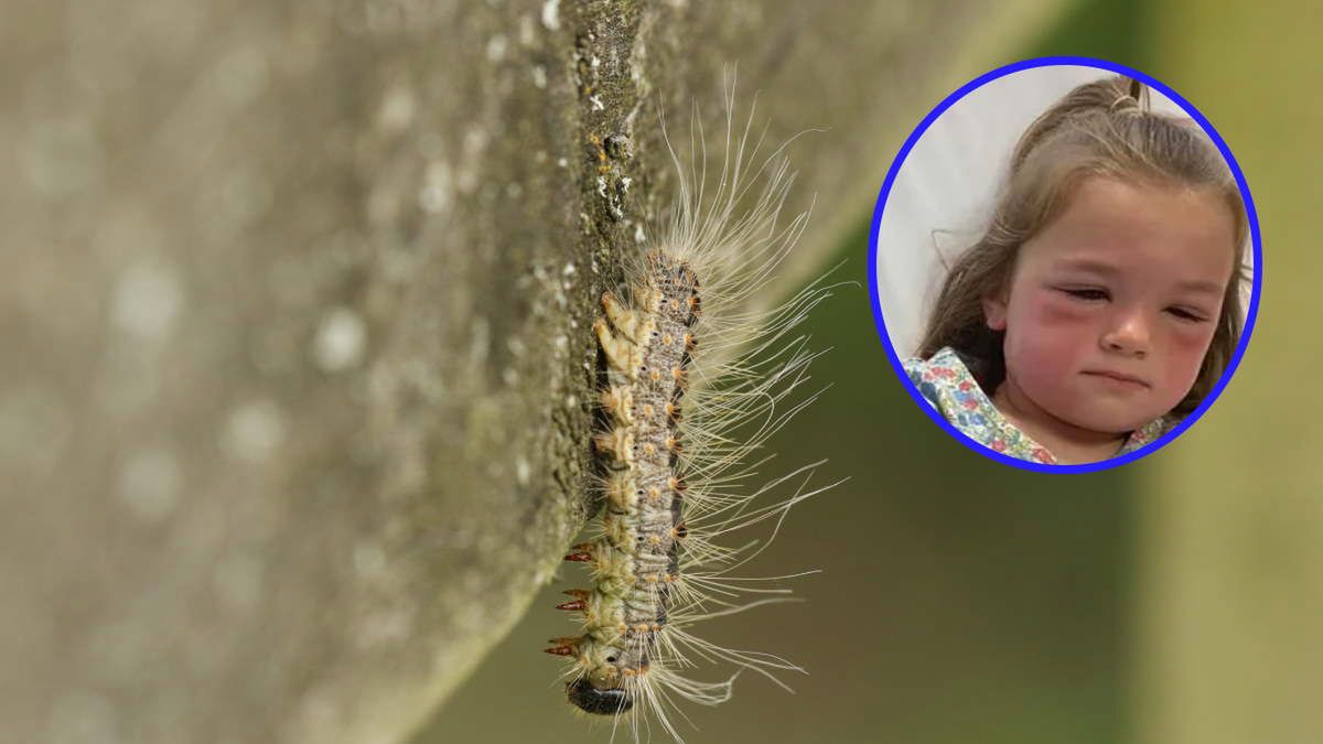 Nowa plaga w Polsce. Urzędnicy ostrzegają przed "toksyczną gąsienicą"